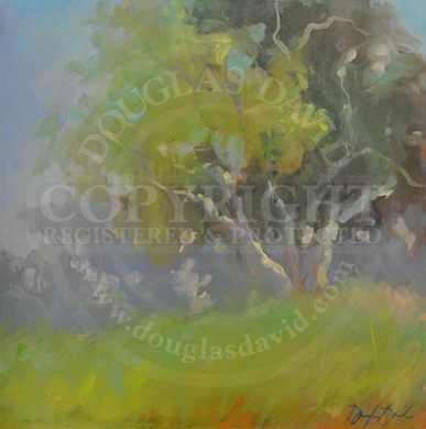 California Eucalyptus, #0530